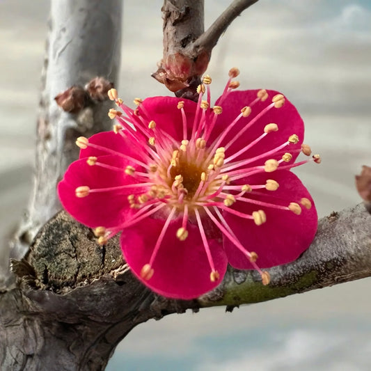 SUPER RARE Bonsai Red Apricot - 3 Fresh Cuttings for Rooting or Grafting (Mai Do) - Exotic, Hardy, Perfect for Bonsai