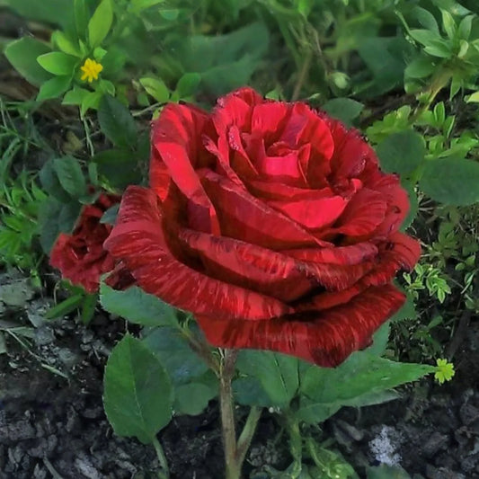SUPER RARE Red Intuition Grandiflora Rose - 3 Unrooted Cuttings for Rooting or Grafting - Vibrant Blooms, Easy to Grow