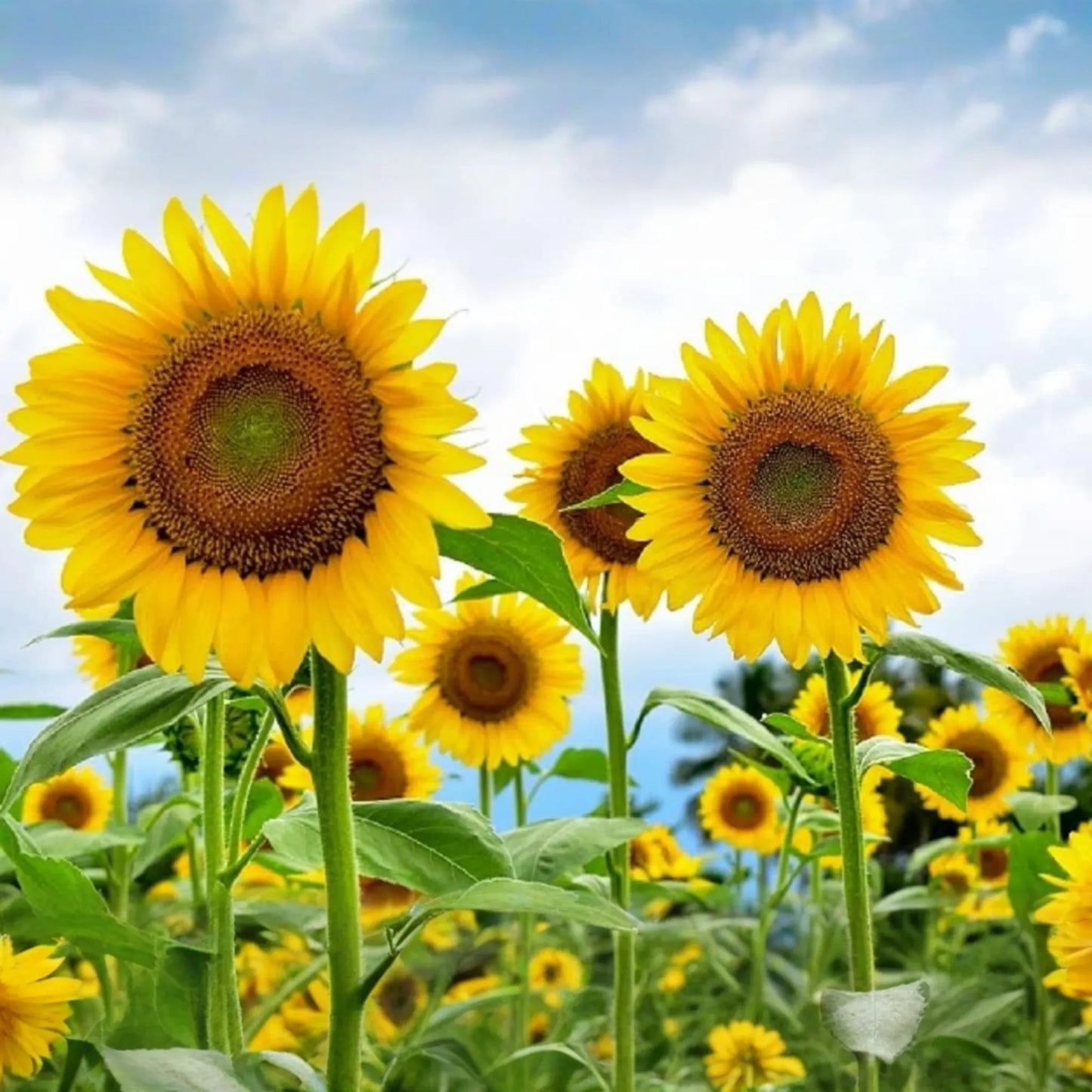Skyscraper Sunflower Seeds - Organic Non-GMO Fresh Garden Seeds - Helianthus annuus