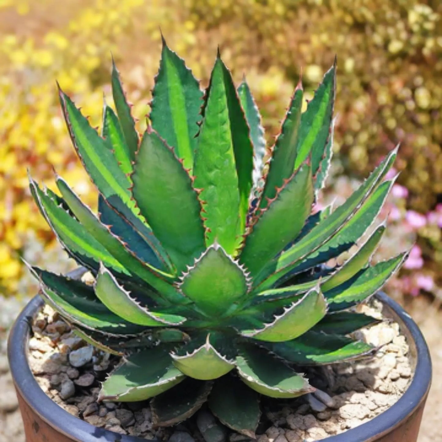 Agave Lophantha 'Splendida' - Rare Center Stripe Agave Succulent - 3" Tall Starter Plant - Exotic & Hardy