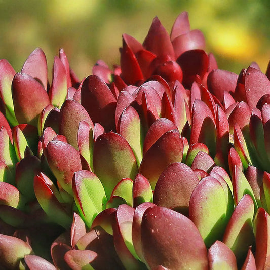3 x Crassula Platyphylla Burgundy Unrooted Cuttings (1.5" Diameter) - Color Varies with Light - Succulent Starter