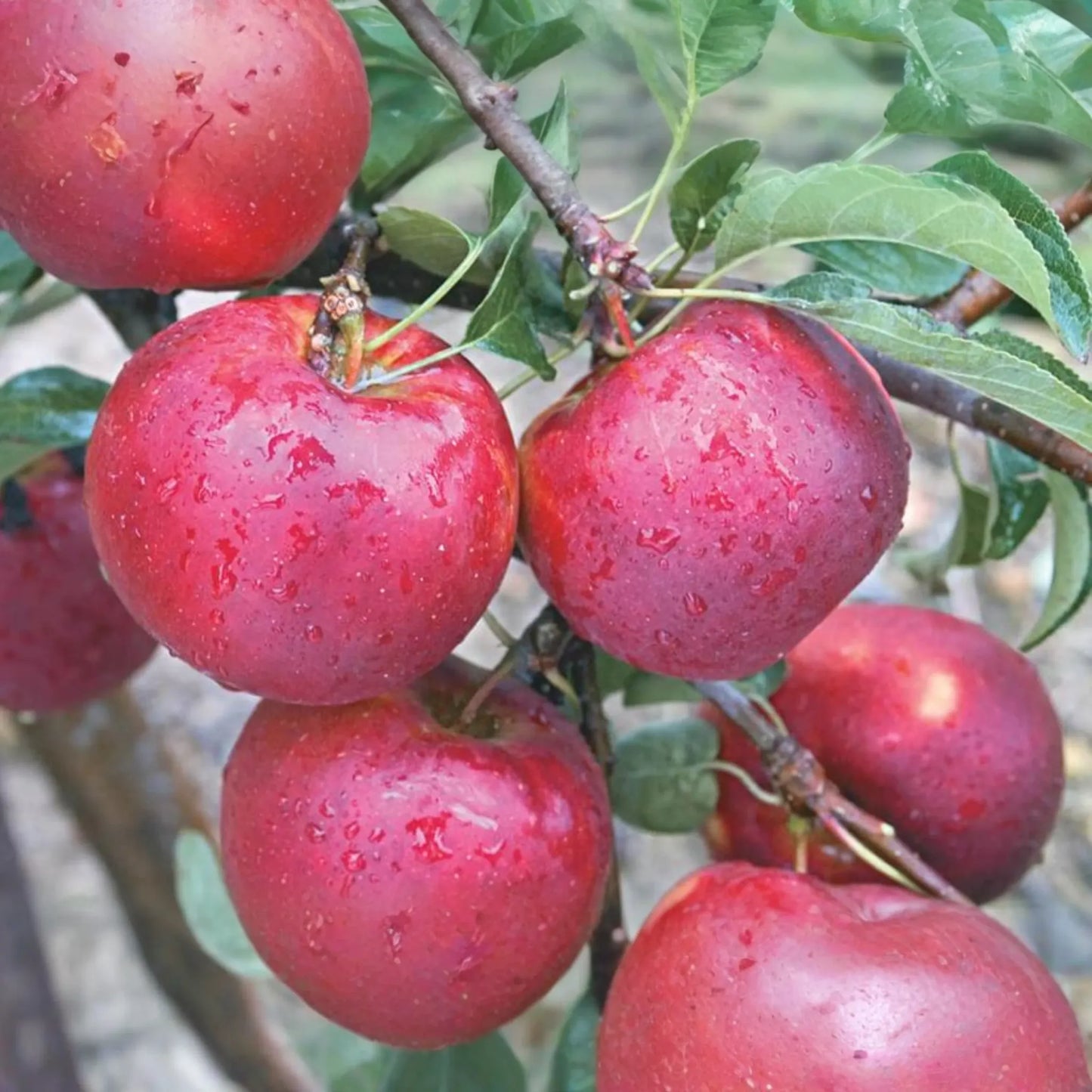 6 Pixie Crisp Apple Tree Scion Cuttings (6-10") for Grafting/Rooting - Fresh Premium Wood from High-Yield Trees