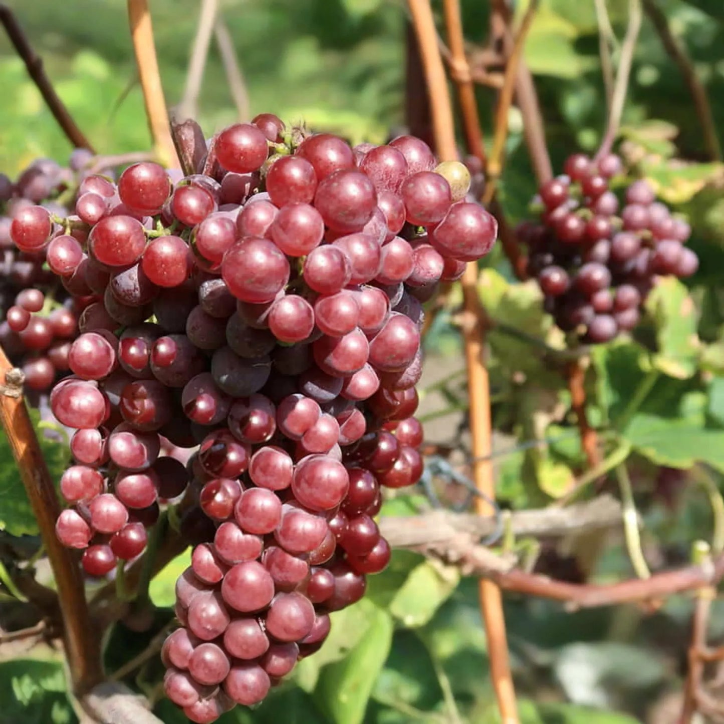 Catawba Grape Vine Cuttings - 7 Fresh 10" Stems (2-3 Nodes) for Rooting/Grafting - 2024 Harvest, Hardy & Productive Vines
