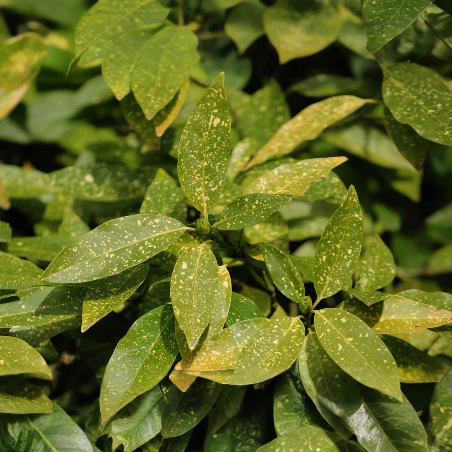 5 Gold Dust Aucuba Shrub Cuttings (6") for Rooting - Green Shrubbery with Speckled Foliage, Easy to Propagate