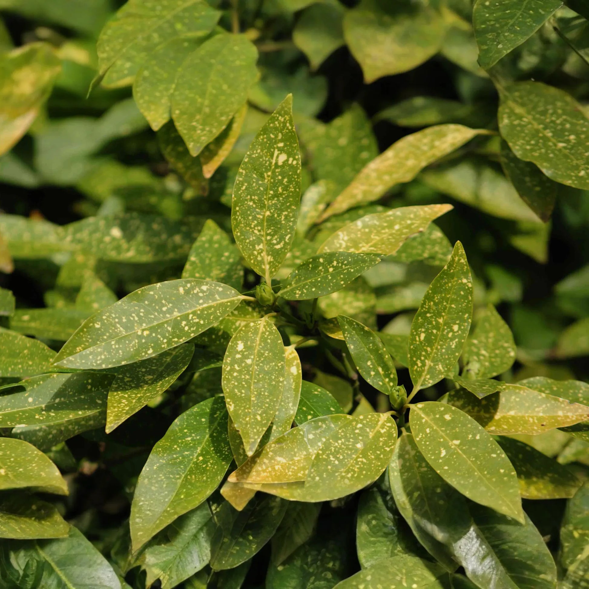5 Gold Dust Aucuba Shrub Cuttings (6") for Rooting - Green Shrubbery with Speckled Foliage, Easy to Propagate