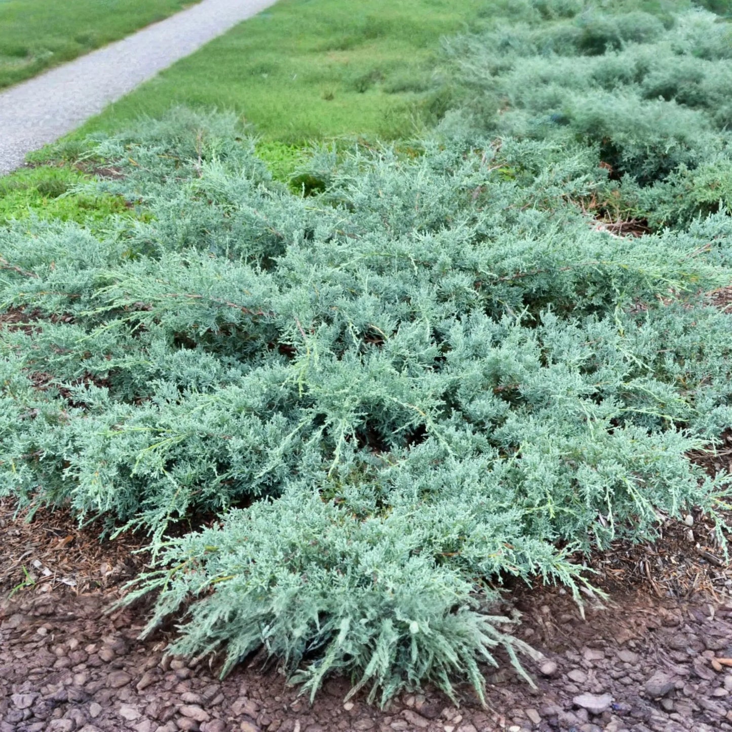 10 Fresh Cuttings Grey Owl Spreading Juniper (5-7") - Silvery Grey Evergreen Shrub, Drought Tolerant