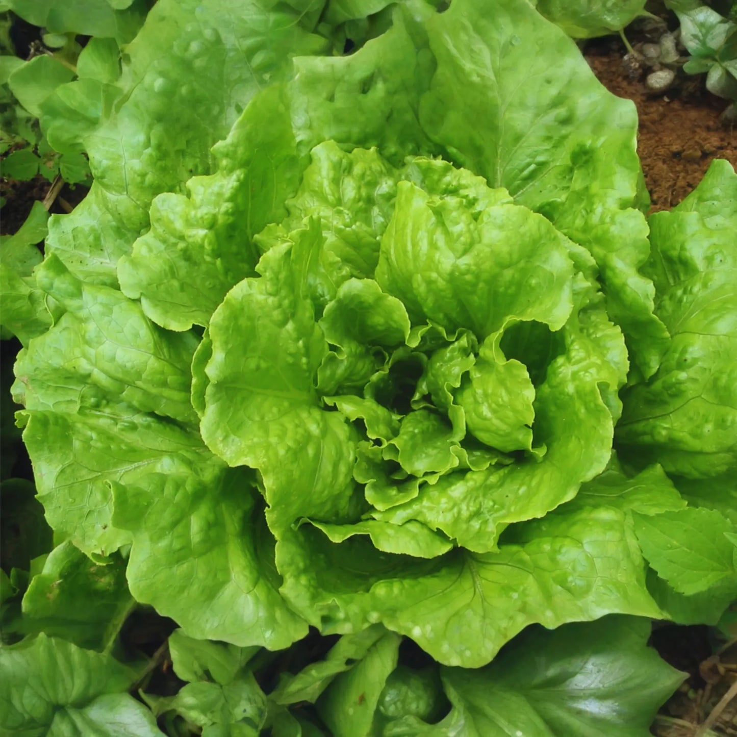 Batavian Iceberg Lettuce Seeds - 1200+ Non-GMO Vegetable Seeds - Lactuca sativa - USA Grown