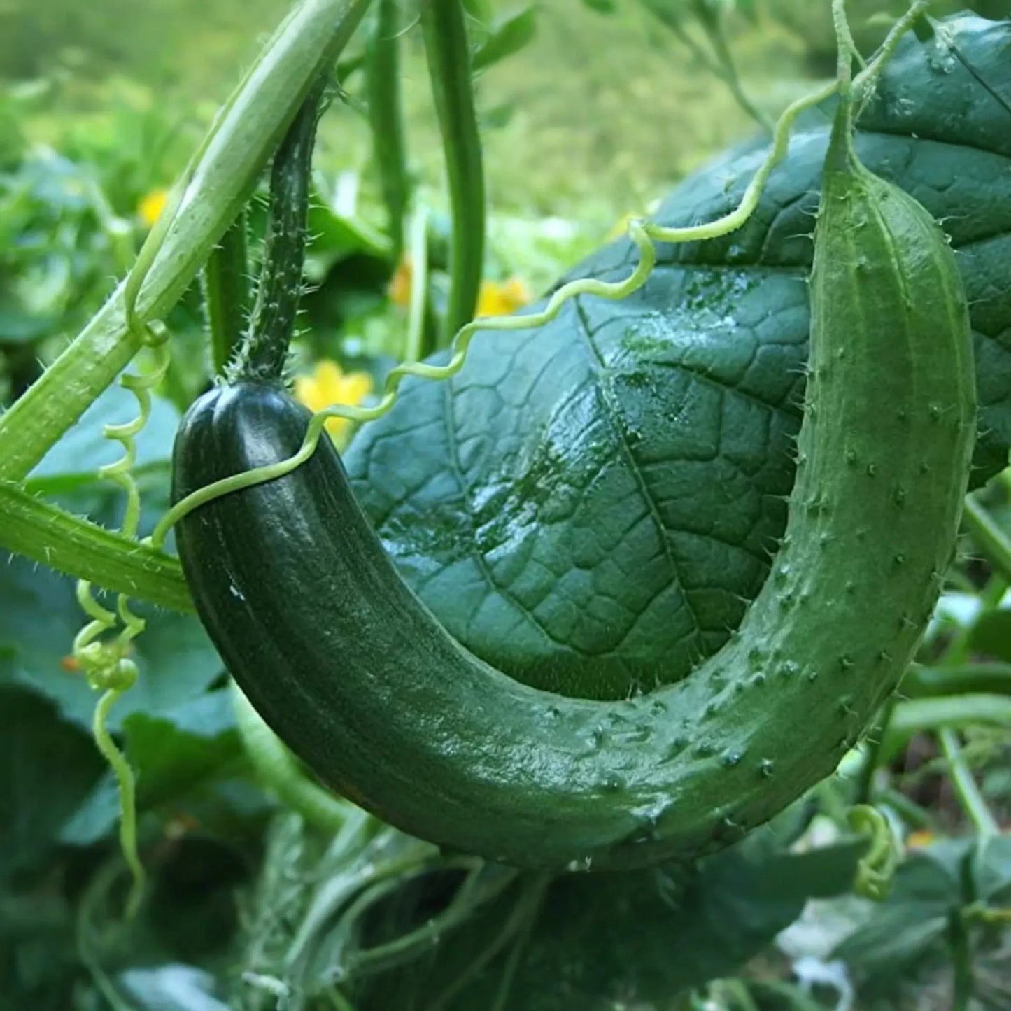 10 Seeds Chinese Snake Cucumber | Curved Heirloom Cucumber Seeds for Planting | Crisp & Refreshing | Heat Tolerant | Unique Long Shape