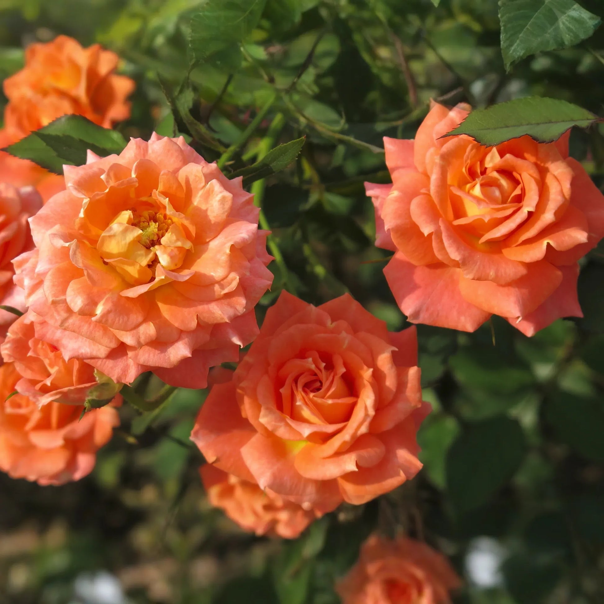 Gingersnap Rose 1.5 Gal Potted - Bright Orange Reblooming Floribunda with Light Fragrance