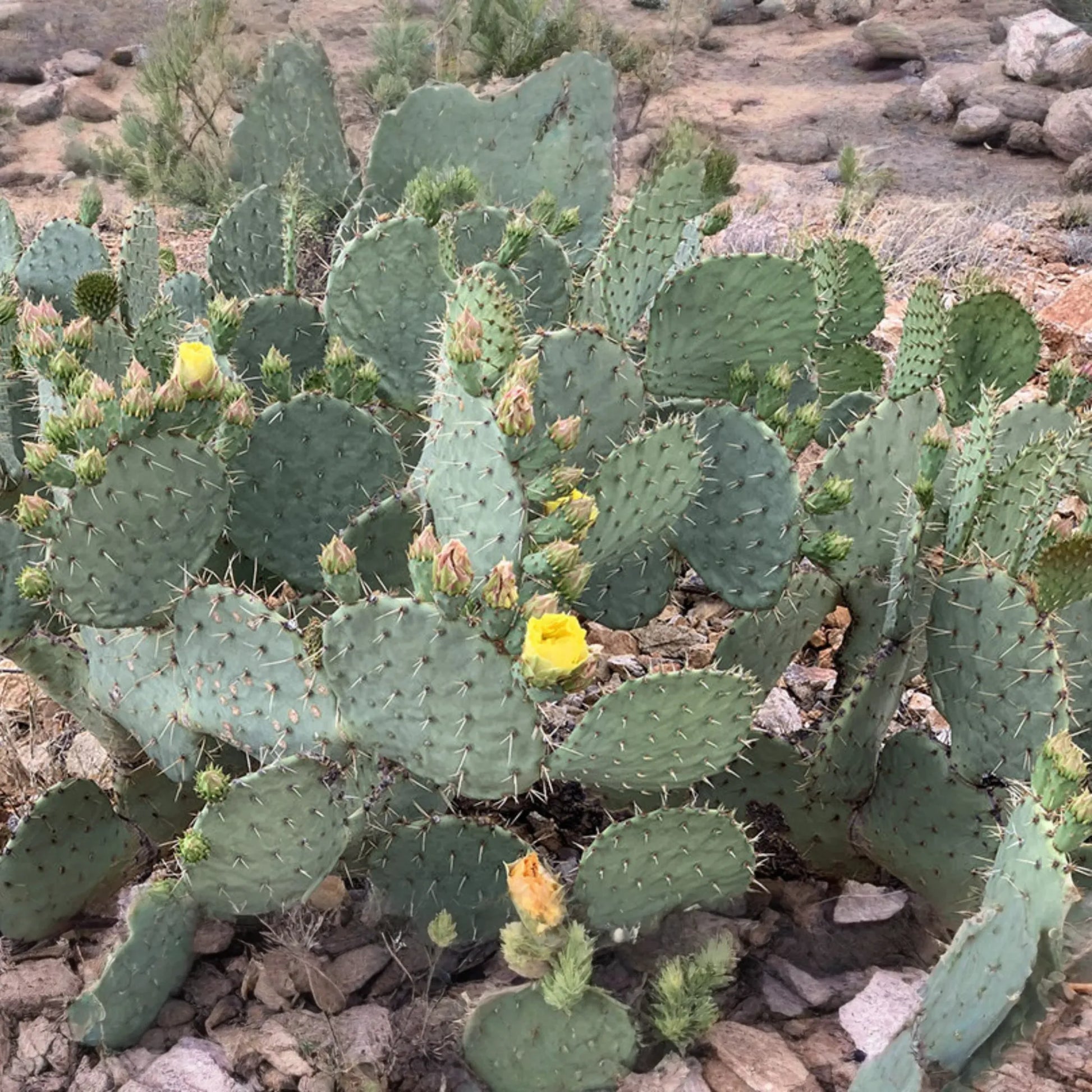 Opuntia Engelmannii Cactus Cutting (6-9 Inches) - Yellow Flowers, Prickly Pear, Rootone Treated