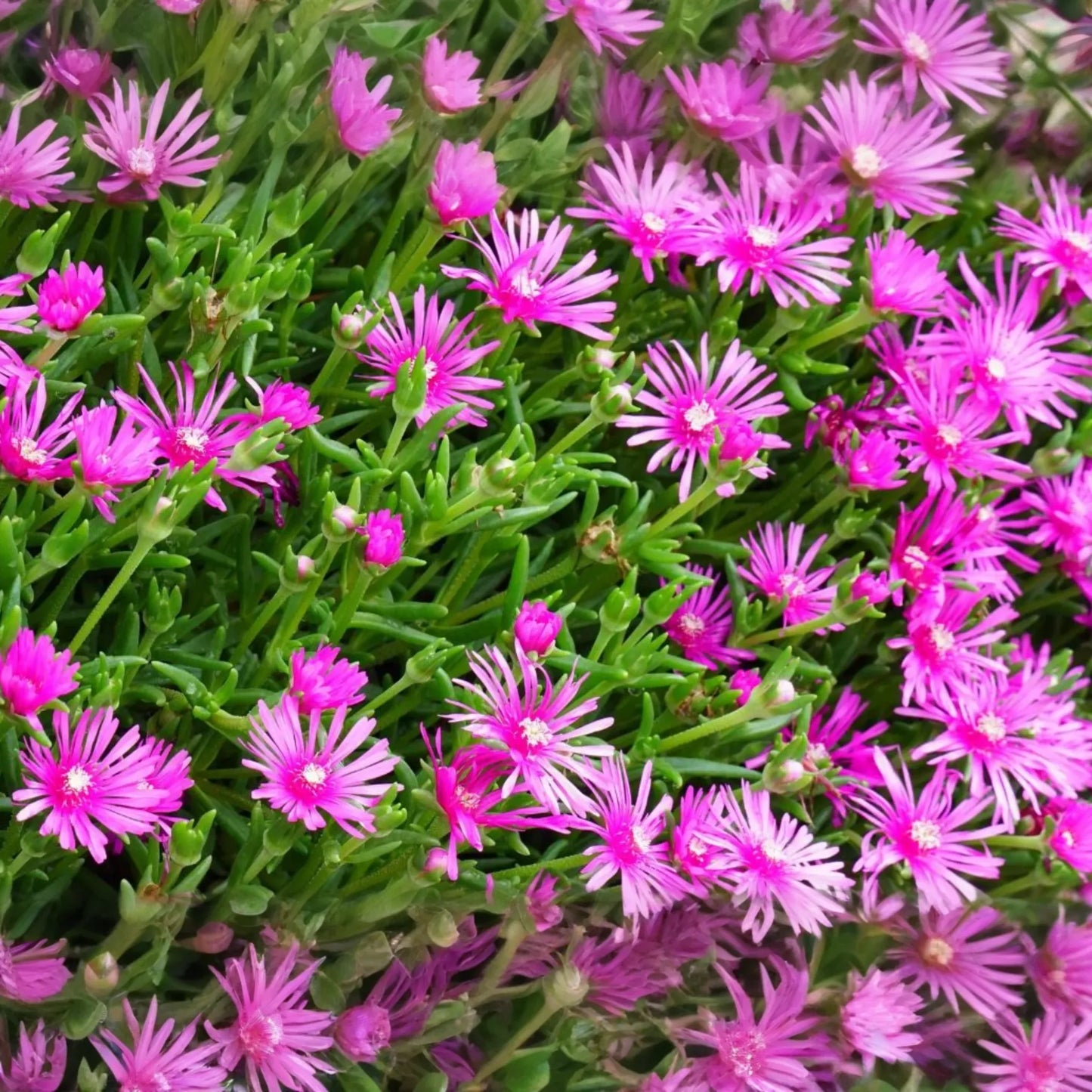 Magenta Delosperma Cooperi Hardy Ice Plant - 5 Unrooted Cuttings, Drought-Tolerant Ground Cover