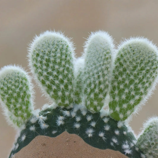 Bunny Ear Cactus (Opuntia microdasys) Live Succulent Plant - 6" Starter Cactus, Easy Care, Indoor/Outdoor