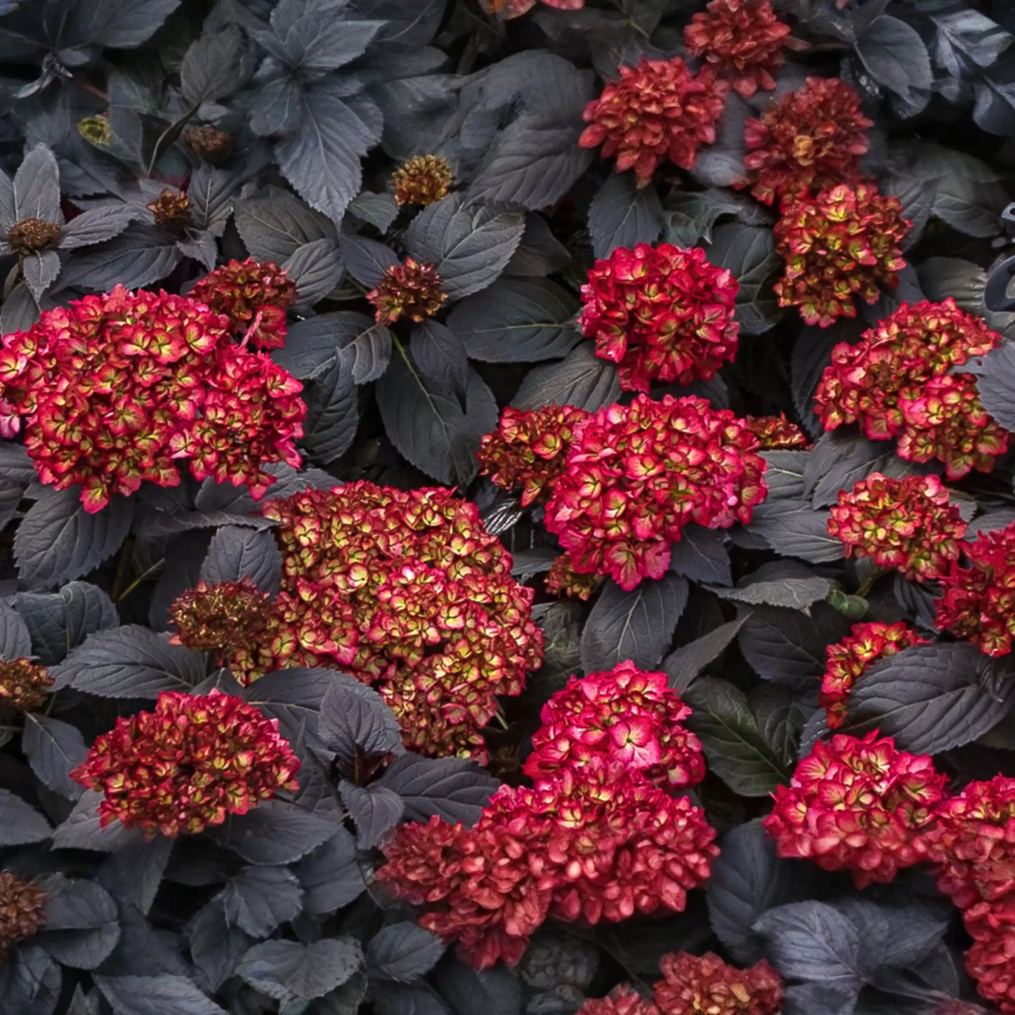 SUPER RARE Hydrangea Black Knight - 3 Fresh Cuttings for Rooting or Grafting, Unique Dark Blooms