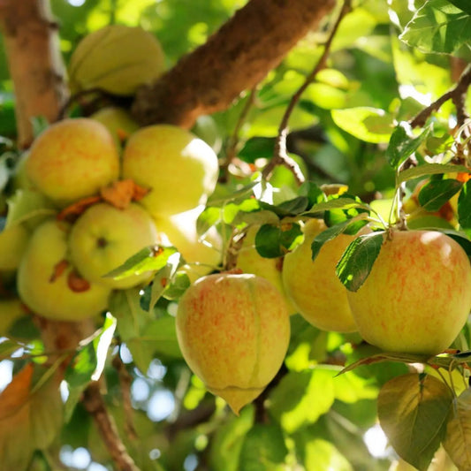 3 Honeygold Apple Fruit Tree Scions 6-10" for Grafting or Rooting - Fresh Cuttings from High-Yield Trees