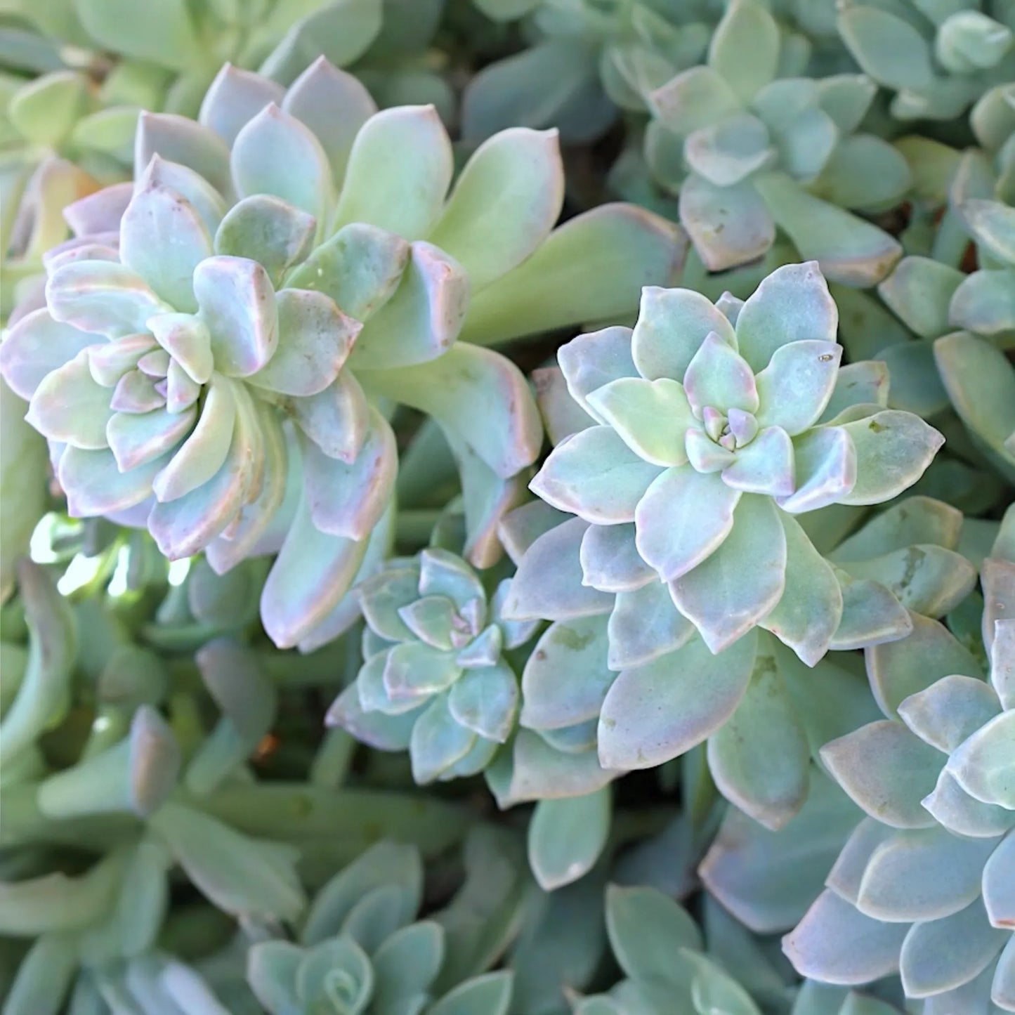 Graptopetalum Ghost Plant 4"-6" Fresh Healthy Rooted Succulent - Graptosedum Paraguayense