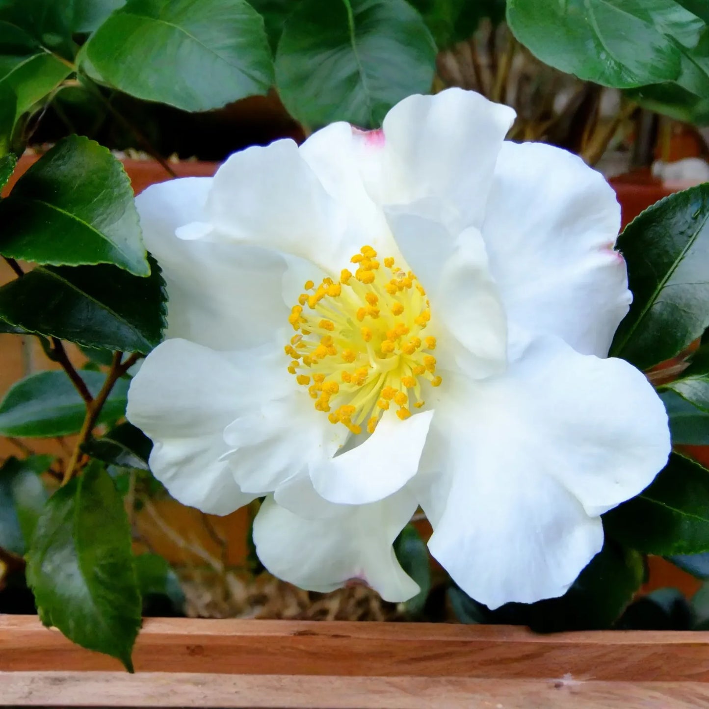 4 Pink "˜n Yellow Camellia Sasanqua Cuttings (5"+) - Shishi Gashira Evergreen Shrub