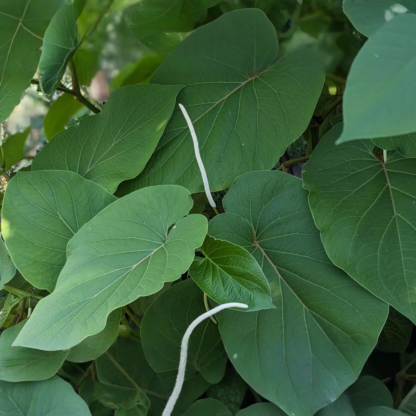 2 Piper Auritum Root Beer Plants (Hoja Santa) - Edible Mexican Pepperleaf, Ornamental
