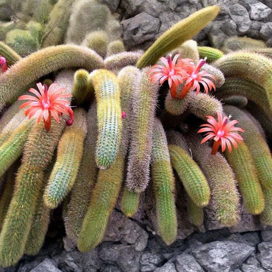 Monkey Tails Cactus 5" Top Cutting - Unique and Rare Cactus for Your Collection