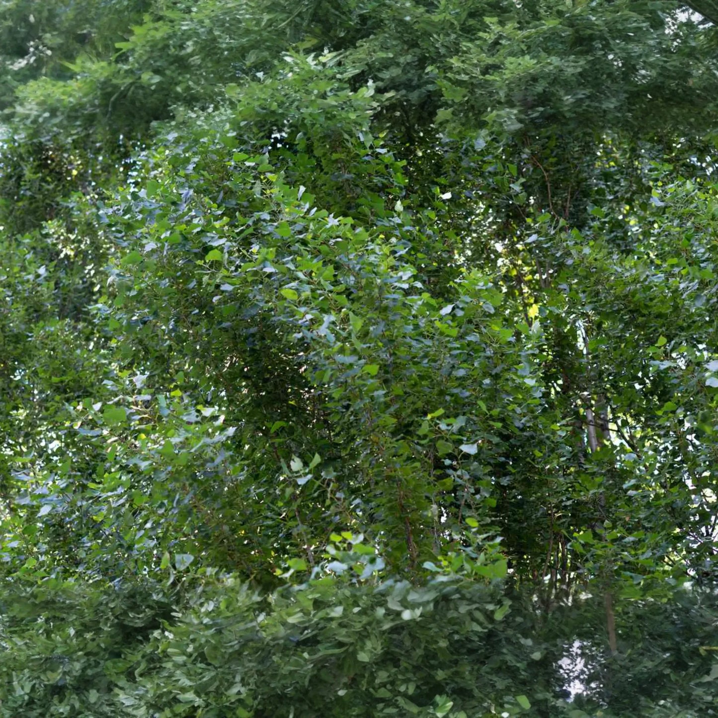 2 Lombardy Poplar Trees Live Cuttings - Rare, Fast-Growing Privacy Trees