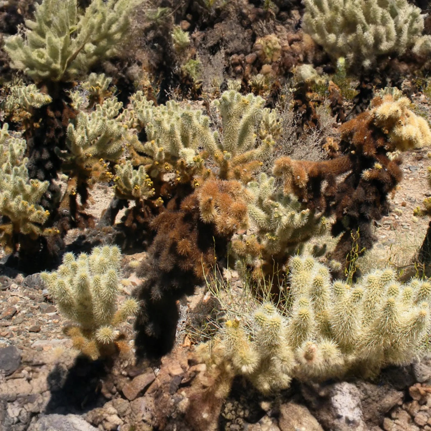 Cylindropuntia Bigelovii Teddy Bear Cholla Cactus Cutting Segment (3-5" Long)