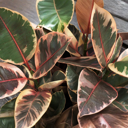 Ruby Rubber Plant Ficus elastica 'Ruby' - 3 Fresh Cuttings, 12" Long Starter Plant