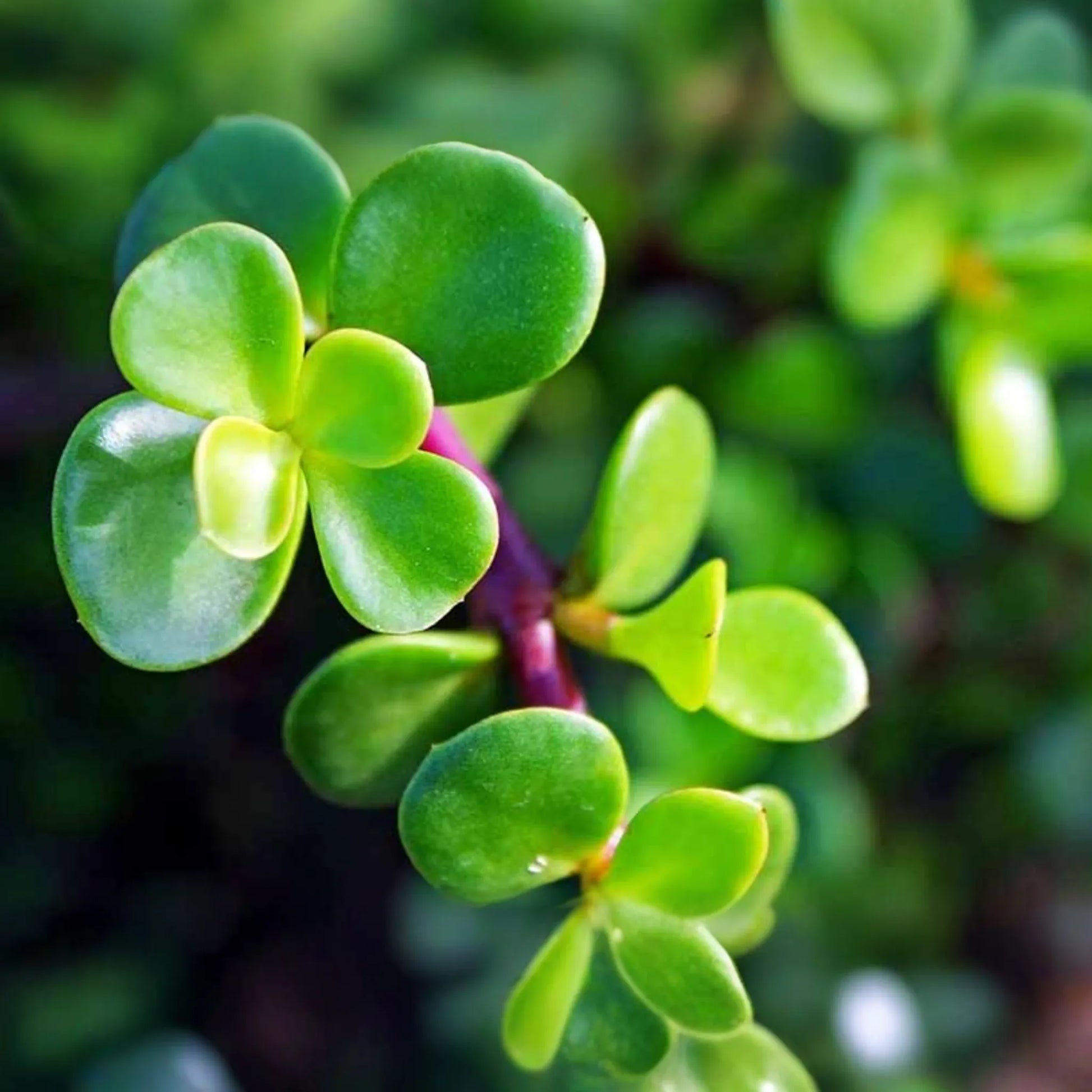 Elephant Bush (Portulacaria Afra) | 11 Fresh Cuttings (7-12") | Dwarf Jade Succulent | Green & Red Stems | Easy to Grow |