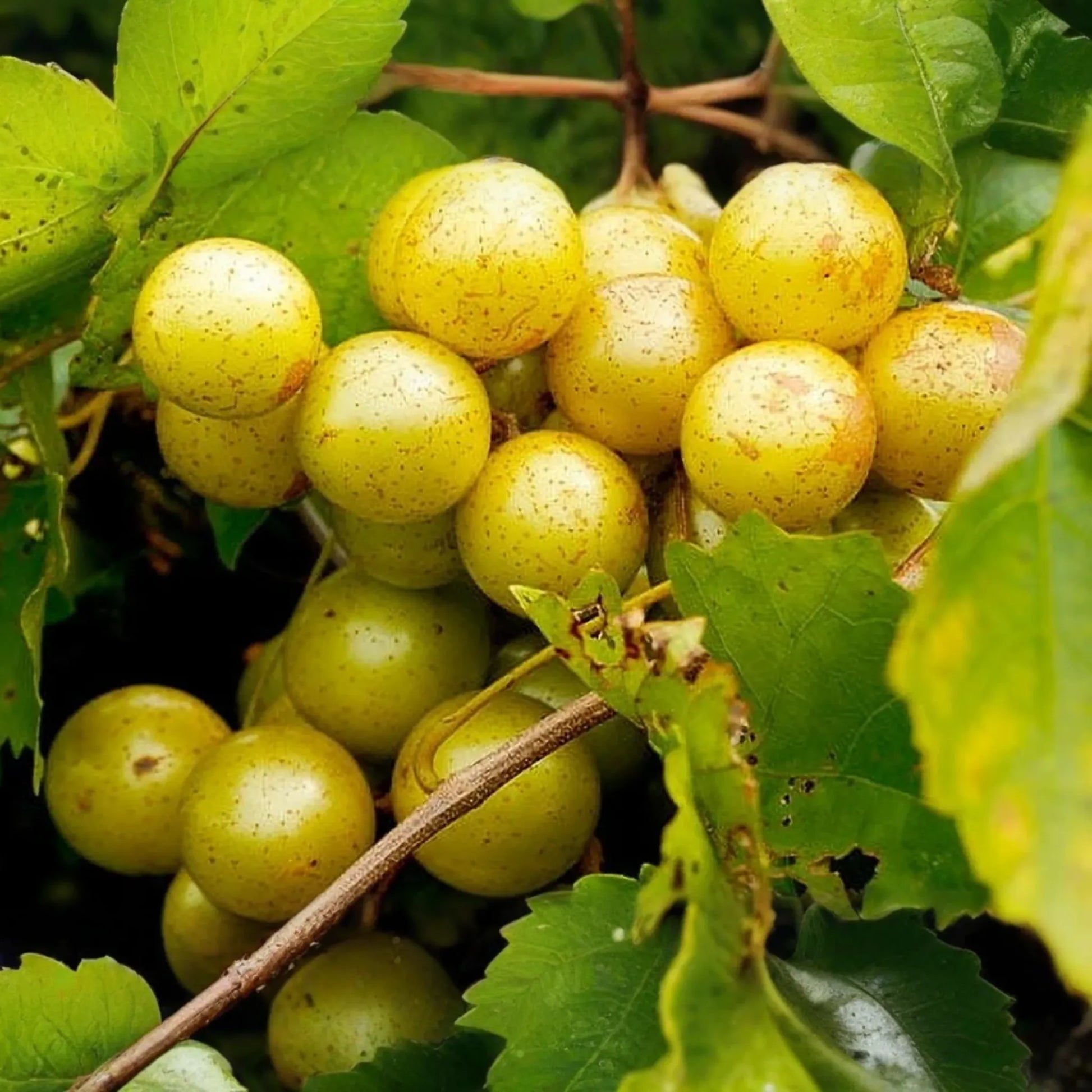 Carlos Bronze Muscadine Grape | 4-8" Live TC Plant | Vitis | Self-Fertile & Edible | Wine and Juice Vine | Cold Hardy |