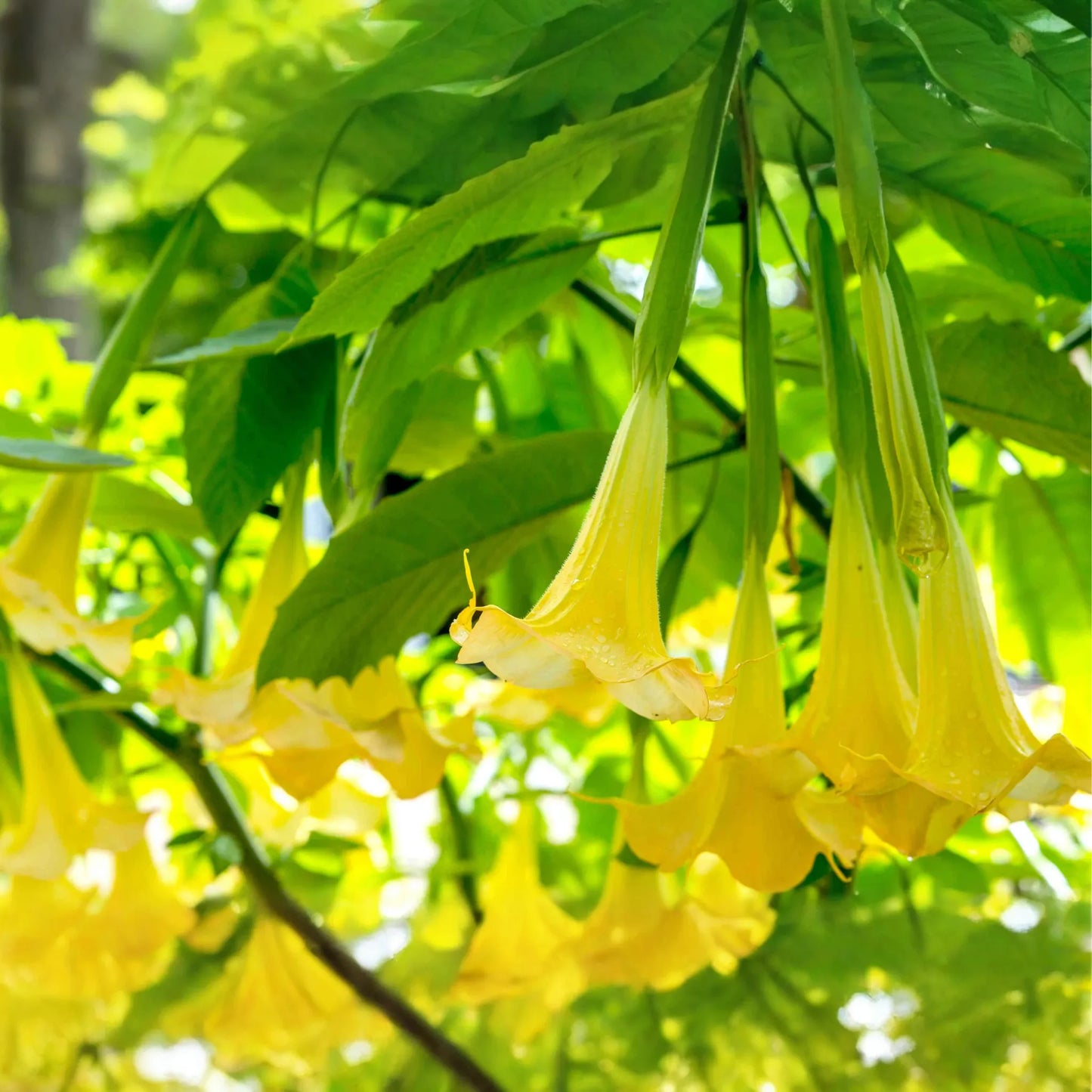 Brugmansia Angel Trumpet Cutting | 4" Unrooted | Tropical Fast-Growing Plant | Exotic Yellow Flowers | Easy to Grow |