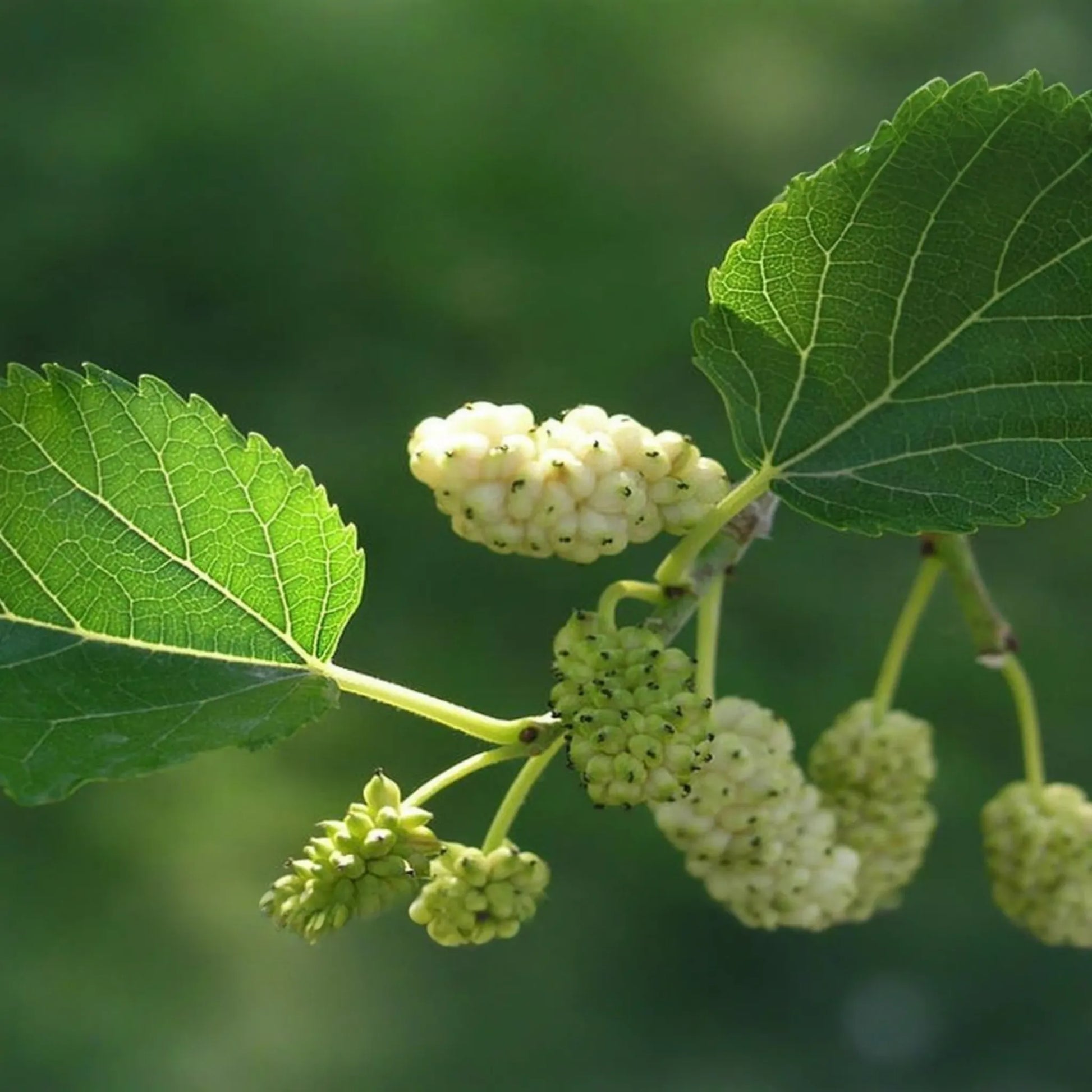 10X White Mulberry Cuttings (Morus Alba) | 6-8" Organic Sweet Fruit Tree | Cold Hardy & Fast Growing | Easy to Root |