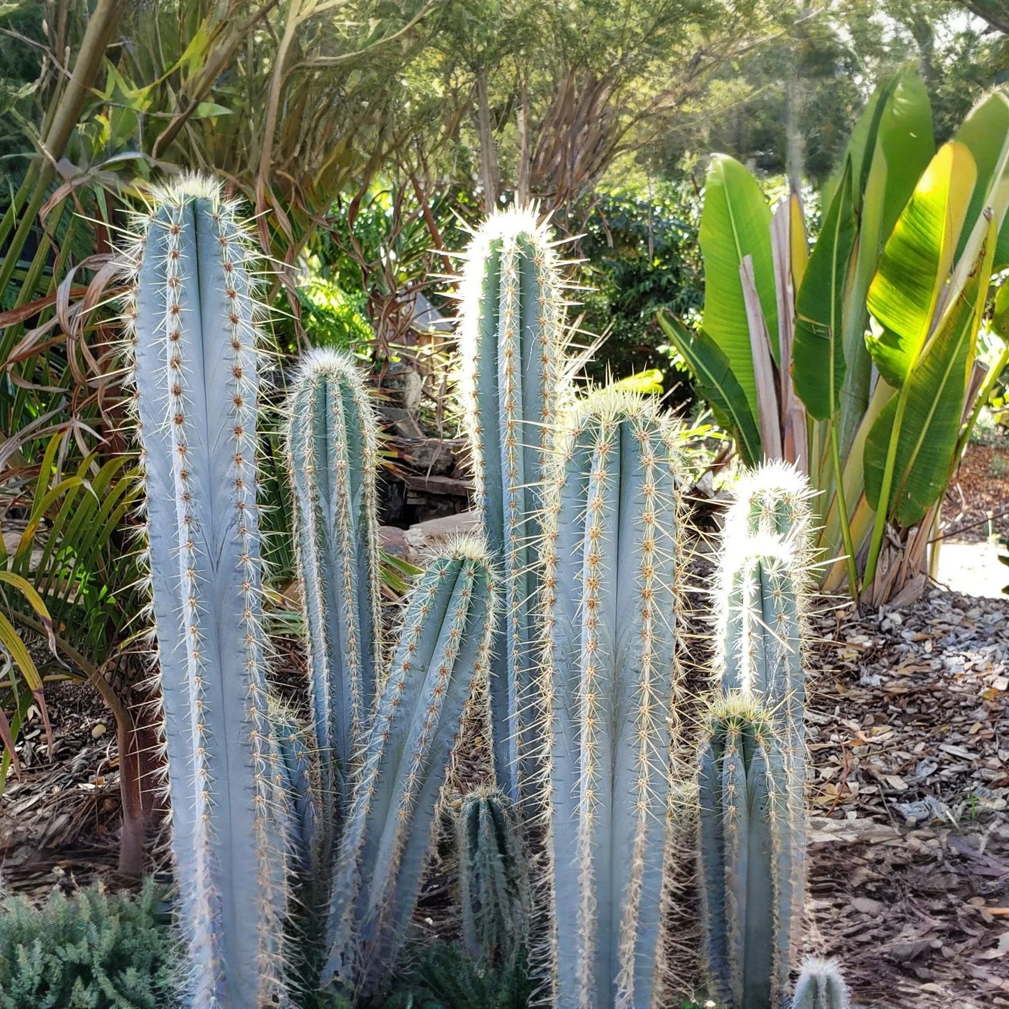 Pilosocereus Azureus "˜Blue Torch’ Cactus | 4" Live Cutting | Rare Blue Cactus | Easy to Root | Night-Blooming |