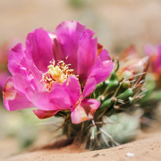 Cylindropuntia Spinosior - Cane Cholla Rooted Cutting | Hardy Cholla Cactus | White Spines & Pink Flowers | Drought-Tolerant