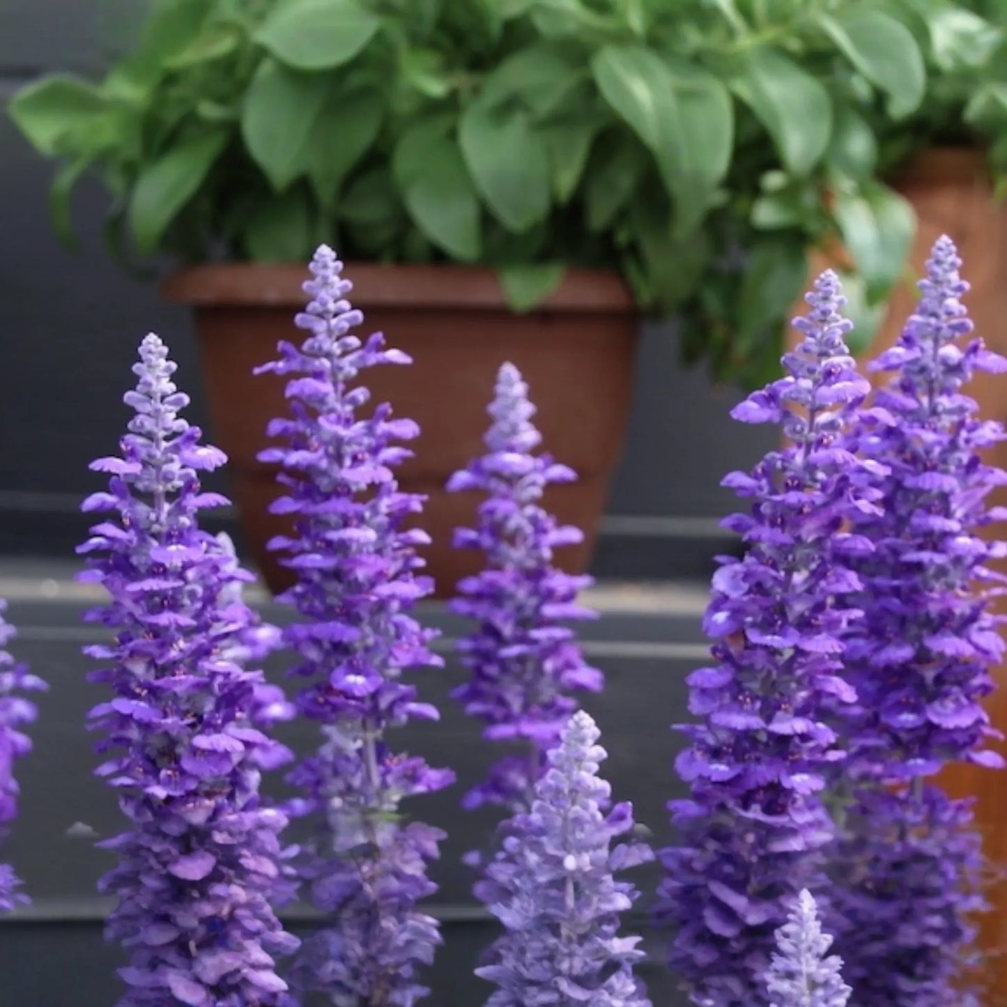 45 Salvia Sallyfun Blue Lagoon Live Plants | Vegetative Cuttings | Hardy Perennial