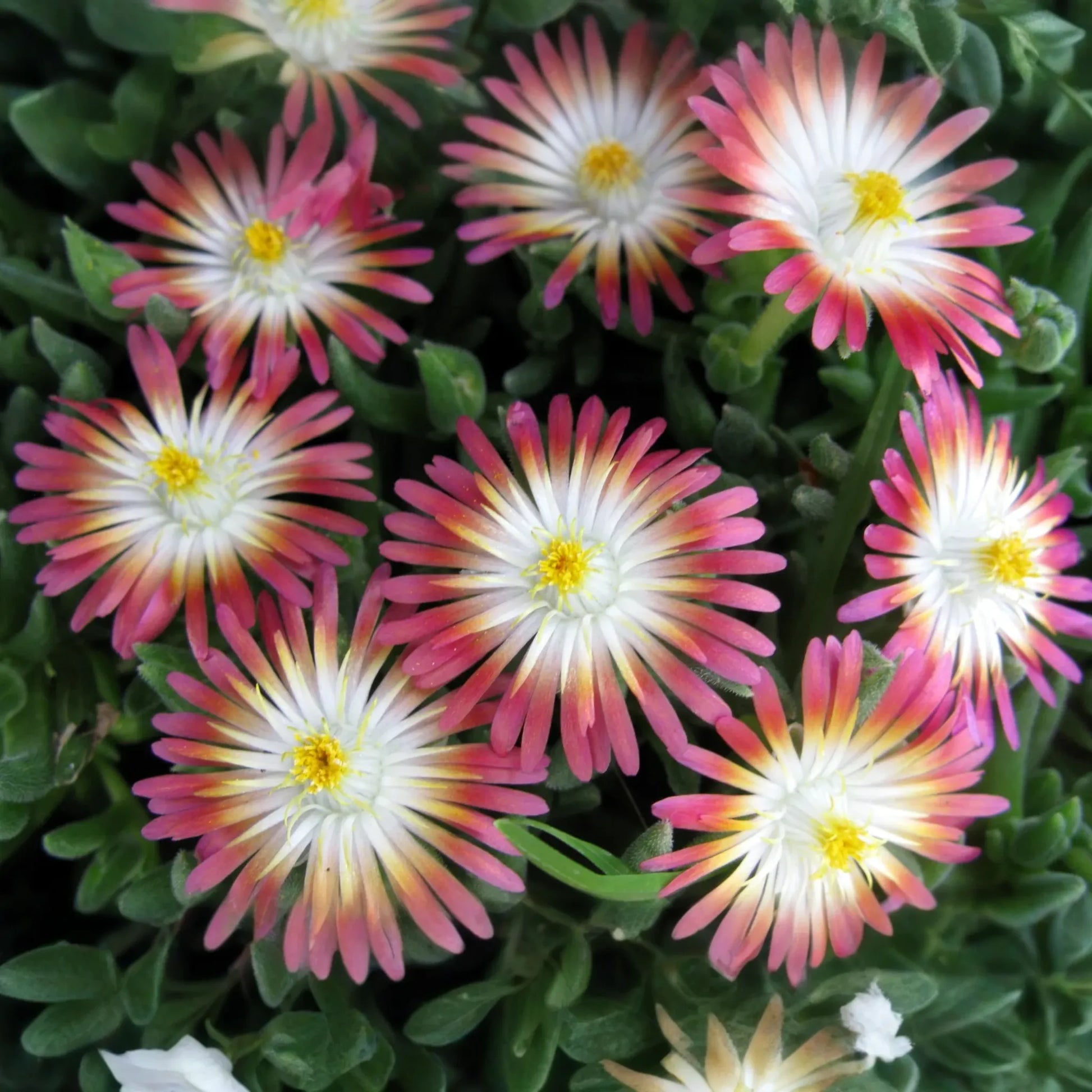 Jewel of Desert Ruby Ice Plant (12 Cuttings) | Delosperma Cooperi | Stunning Succulent Groundcover