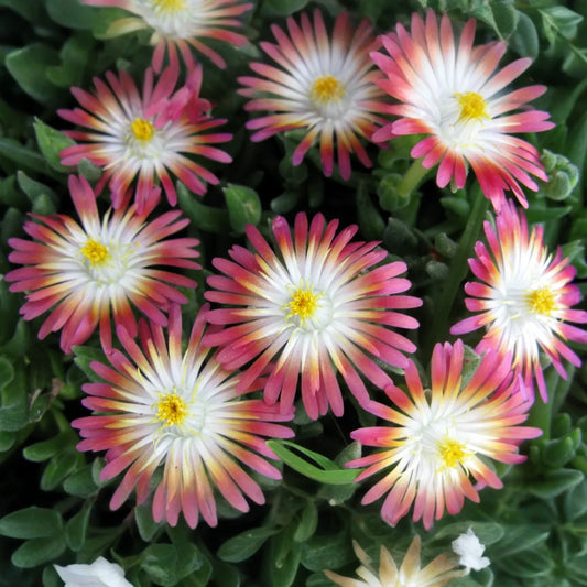 Jewel of Desert Ruby Ice Plant (12 Cuttings) | Delosperma Cooperi | Stunning Succulent Groundcover