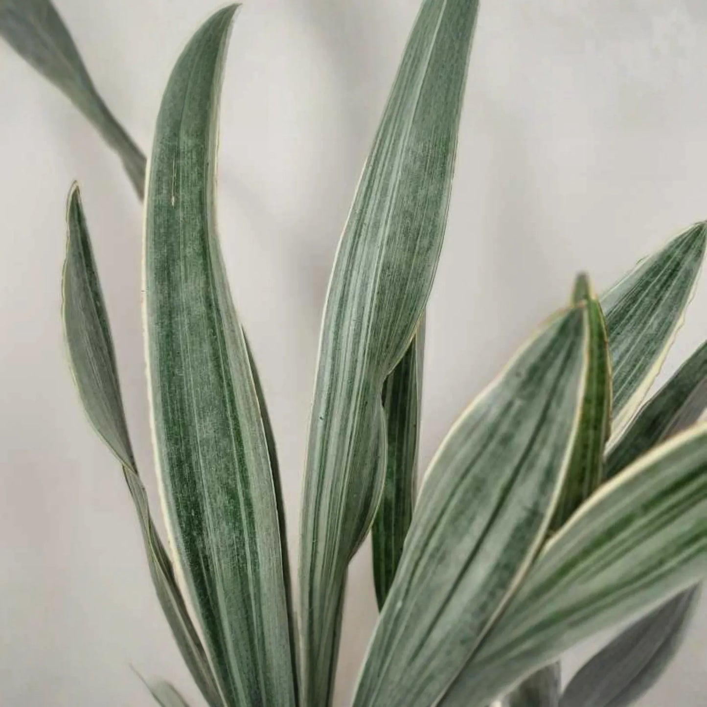 Sansevieria Sayuri Snake Plant Cutting (10-12") | Silver-Green Live Air-Purifying Plant