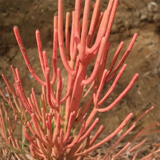 15 Firestick Pencil Cactus Cuttings (8-12") | Thornless Euphorbia Tirucalli Succulent | Easy to Grow