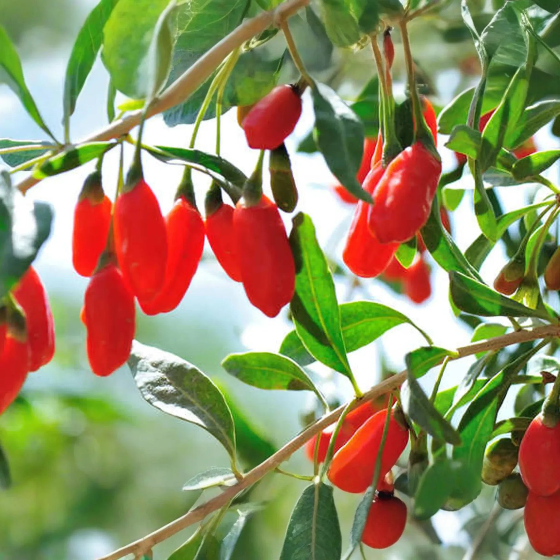 3 Goji Berry Plants with Bare Roots + 3 Live Cuttings | Grow Fast & Fruit | Wolfberry, Lycium barbarum