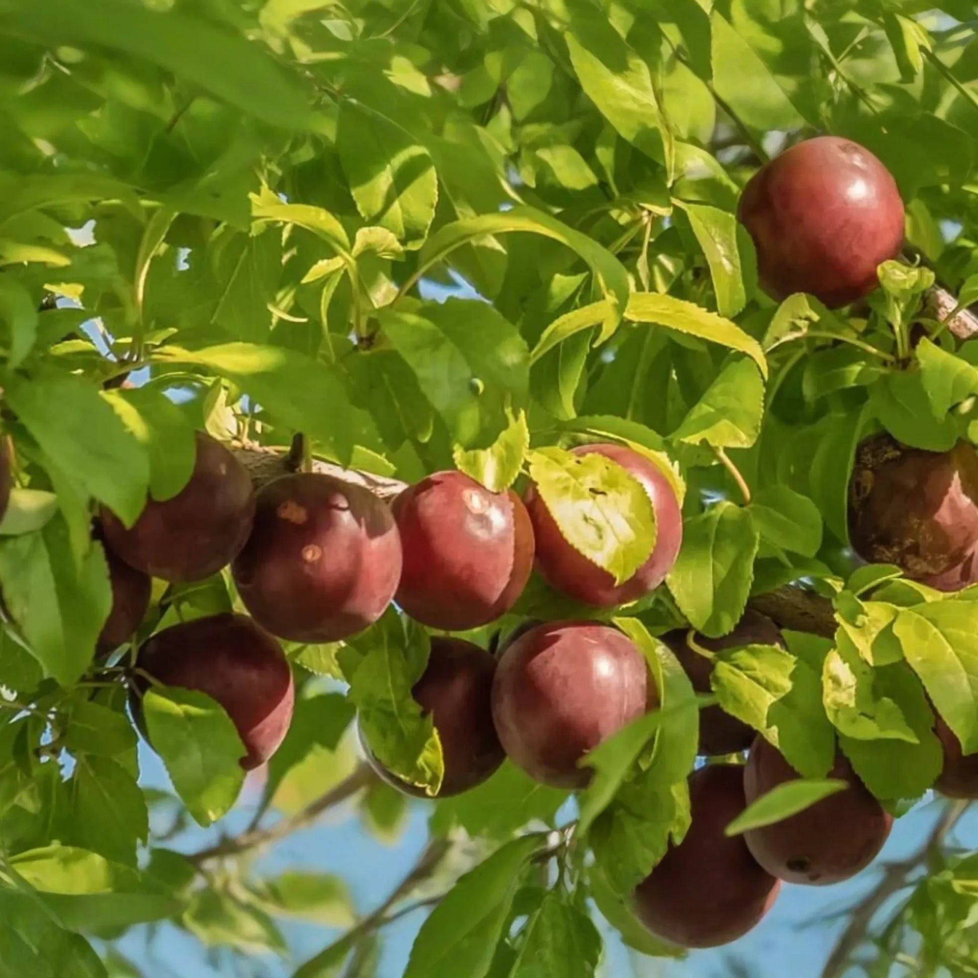 6 Burbank Plum Fruit Tree Scion Cuttings 6-10 Inches | Rooting, Grafting, High-Quality Plum