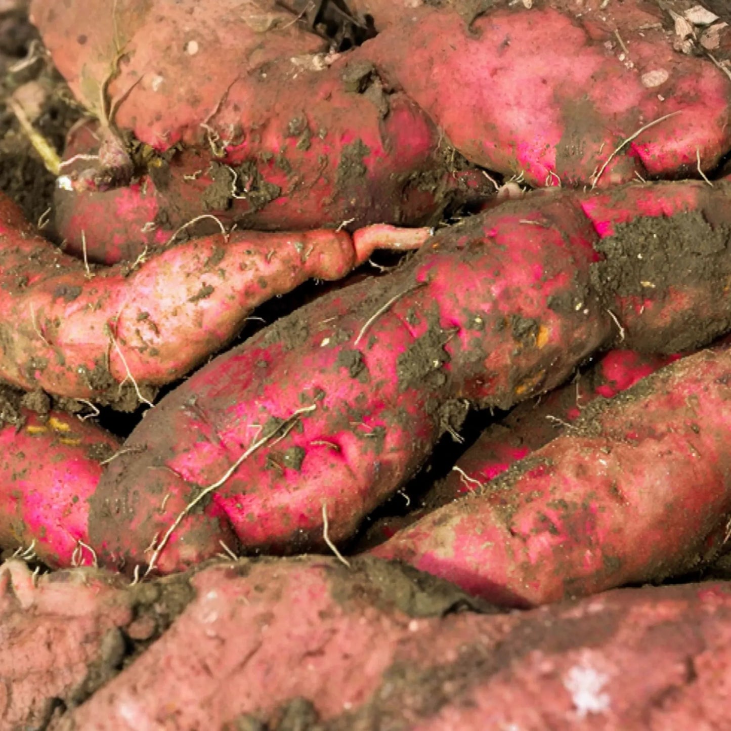 3 Rooted White Sweet Potato Plants With Pot | Live Cutting Vine Ready to Plant | Fresh Sweet Potato Plants