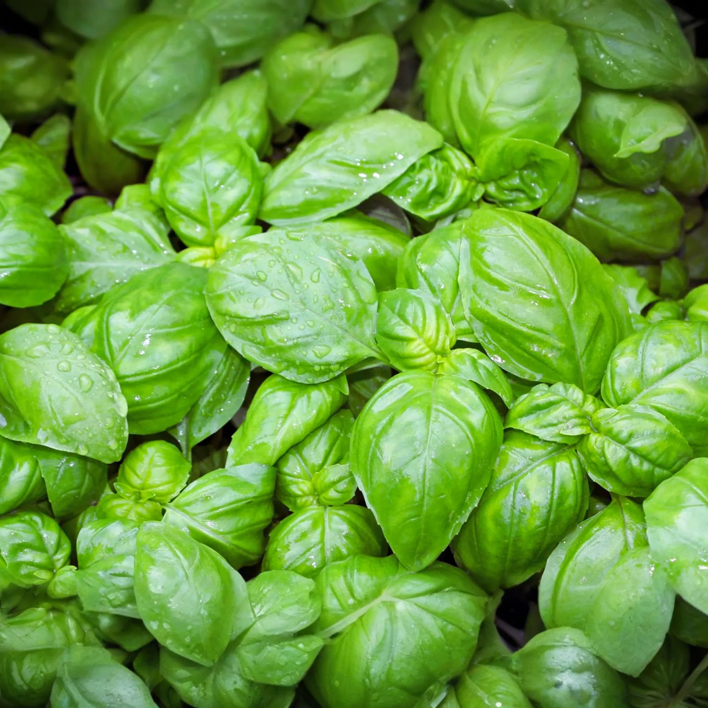 Genovese Basil Seeds | Heirloom NON-GMO | Fresh Garden Seeds | Ocimum basilicum