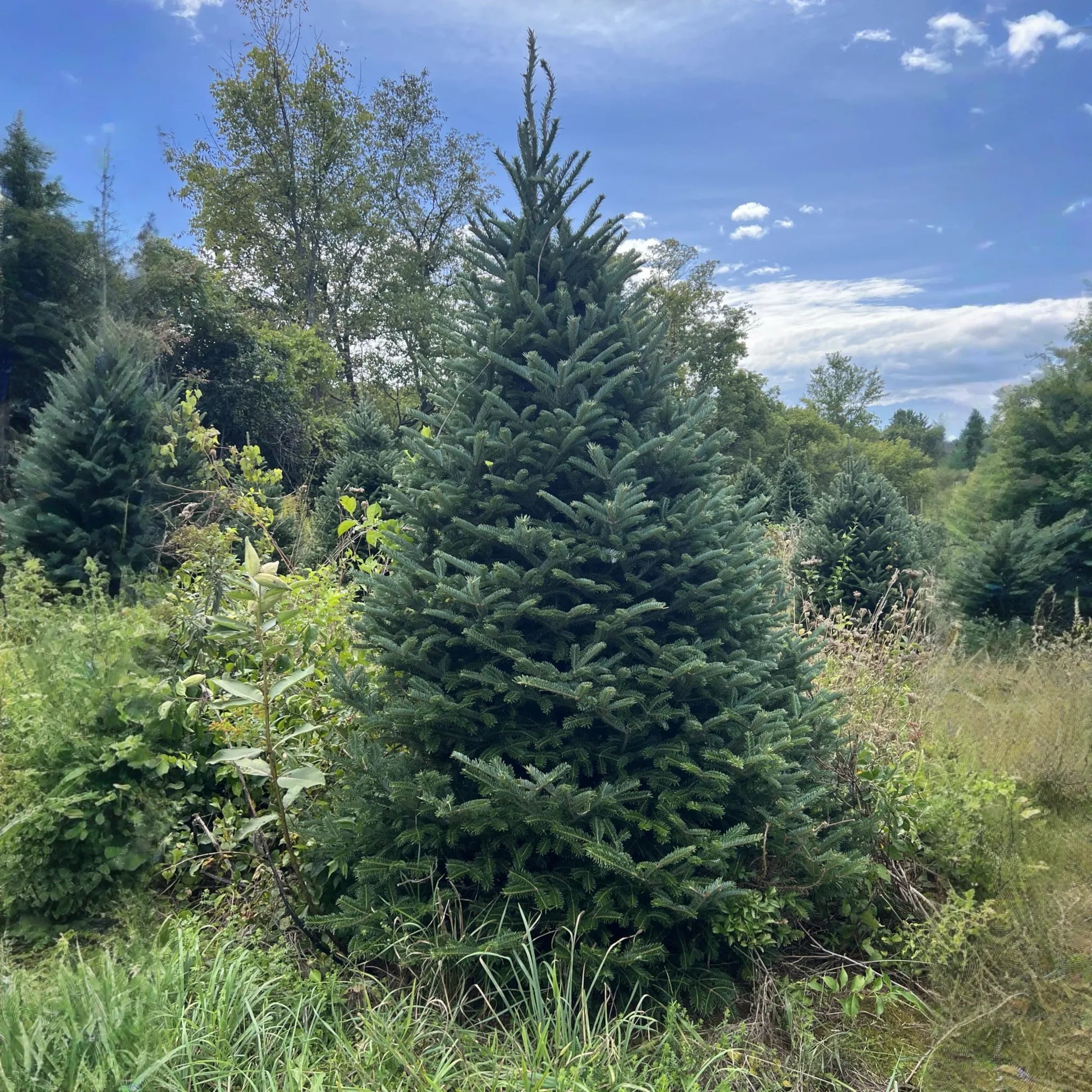 Real Christmas Trees Delivered 6 Foot Premium Fraser Fir