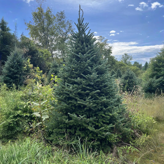 Real Christmas Trees Delivered 6 Foot Premium Fraser Fir