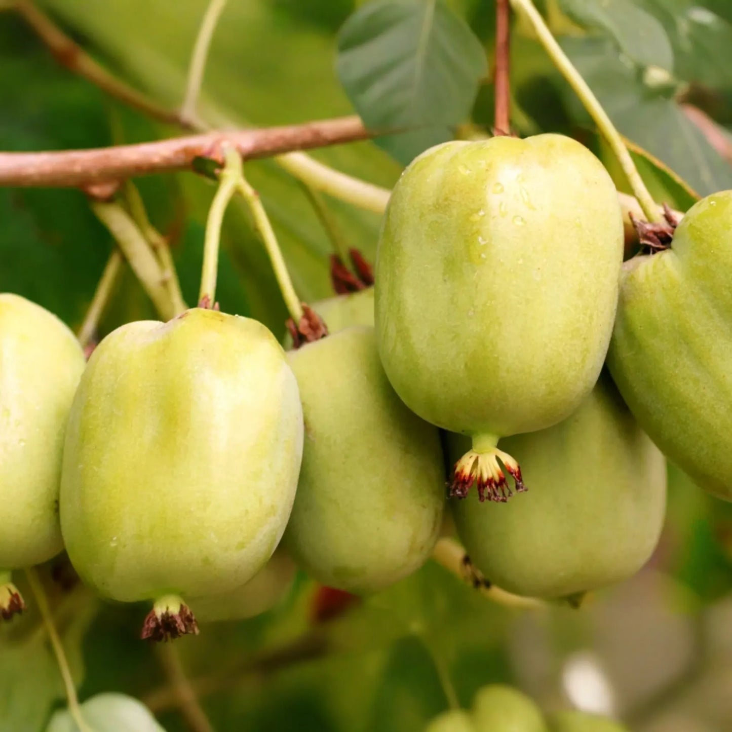 10 Hardy Kiwi Geneva Female Cuttings | Organic Actinidia Arguta | Grow Your Own Tropical Fruit | Root Yourself