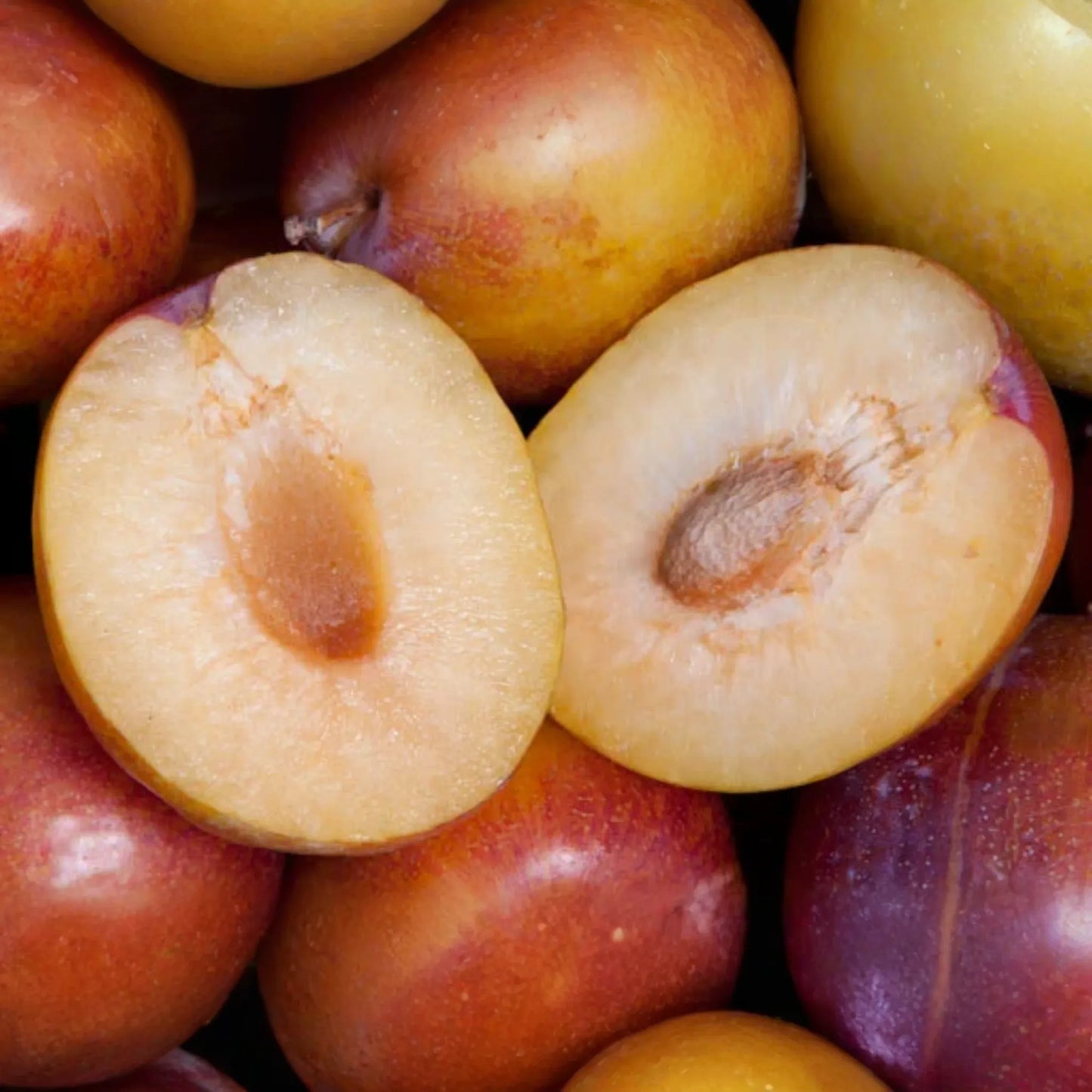 5 Grenade Pluot Scions for Grafting | Plum x Apricot Hybrid | Sweet Golden Fruit | Heavy Producer | 2-5" with 3-5 Buds