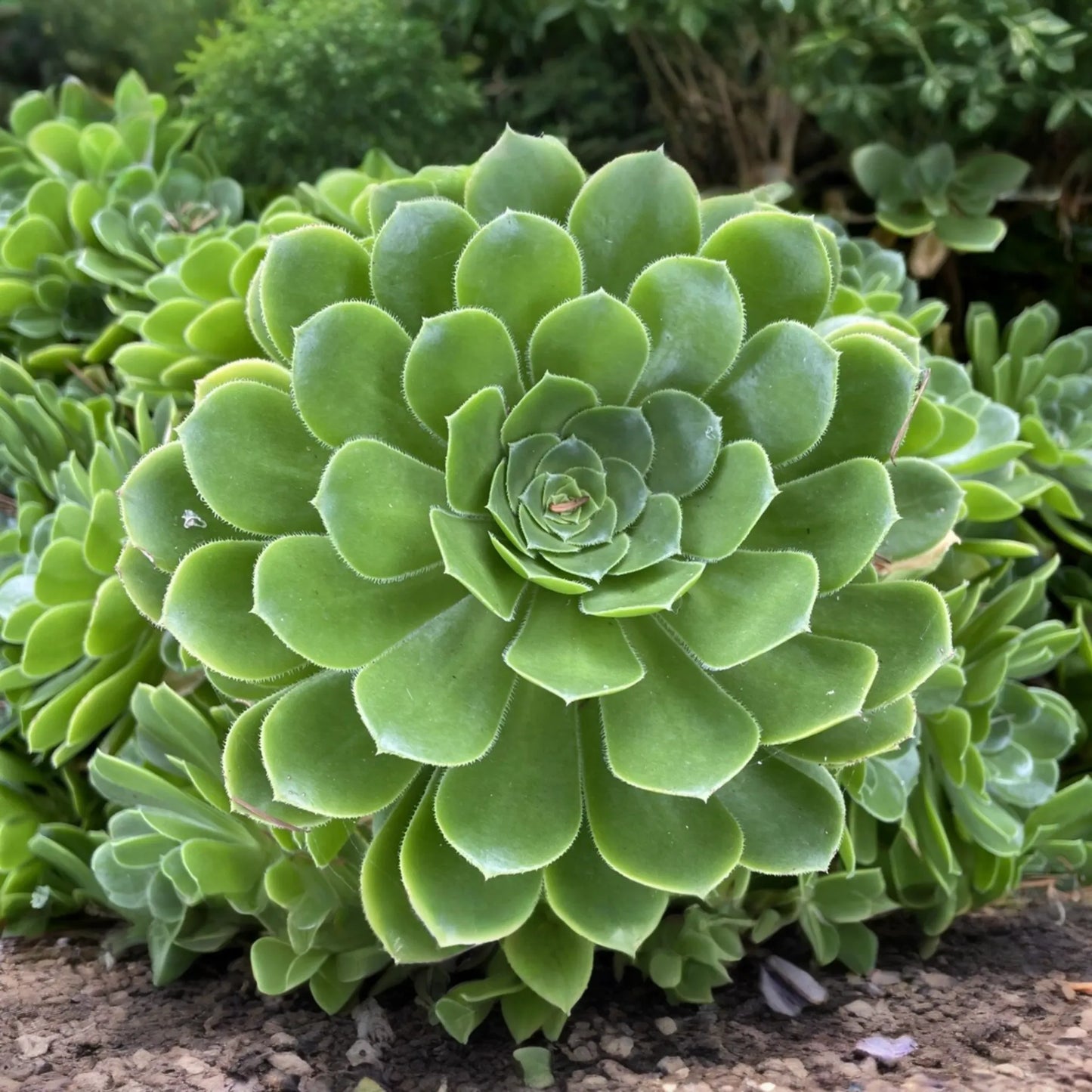 Aeonium Green Rose Cutting | 3" Head | Fresh Unrooted Succulent | Easy to Grow | Perfect for Propagation