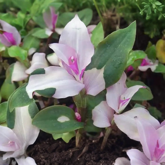 3 Variegated Tradescantia Blushing Bride Cuttings | Gorgeous Wandering Jew | Easy to Grow | Colorful Foliage