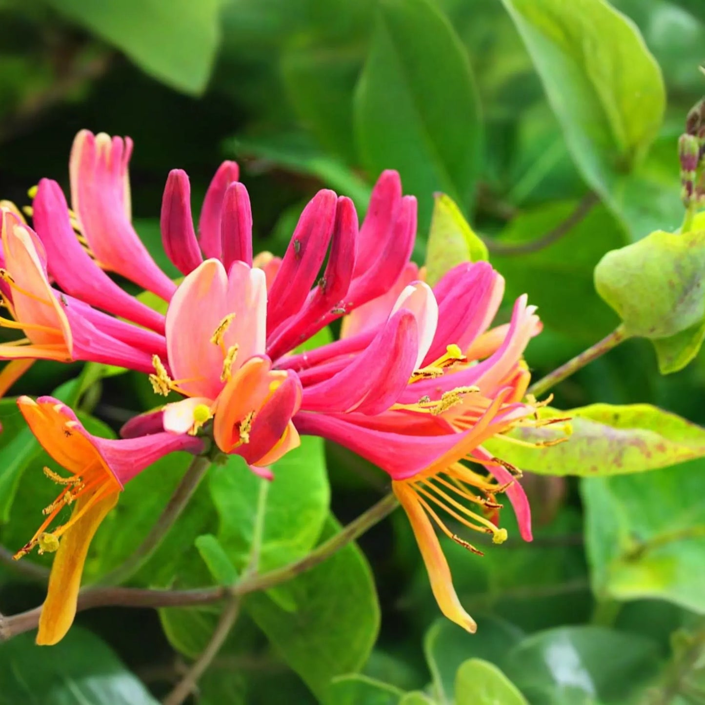 6 Honeysuckle Plant Cuttings | Fragrant Vine | No Roots | 6"-8" Long | Fast Growing | Easy to Propagate