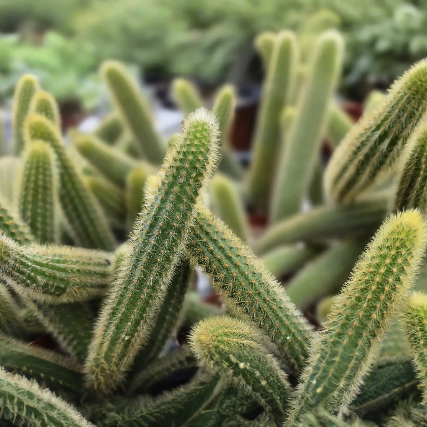 Gold Rat Tail Cactus | 3 Live Cuttings | Rare Cleistocactus Succulent | Drought-Tolerant | Easy to Grow