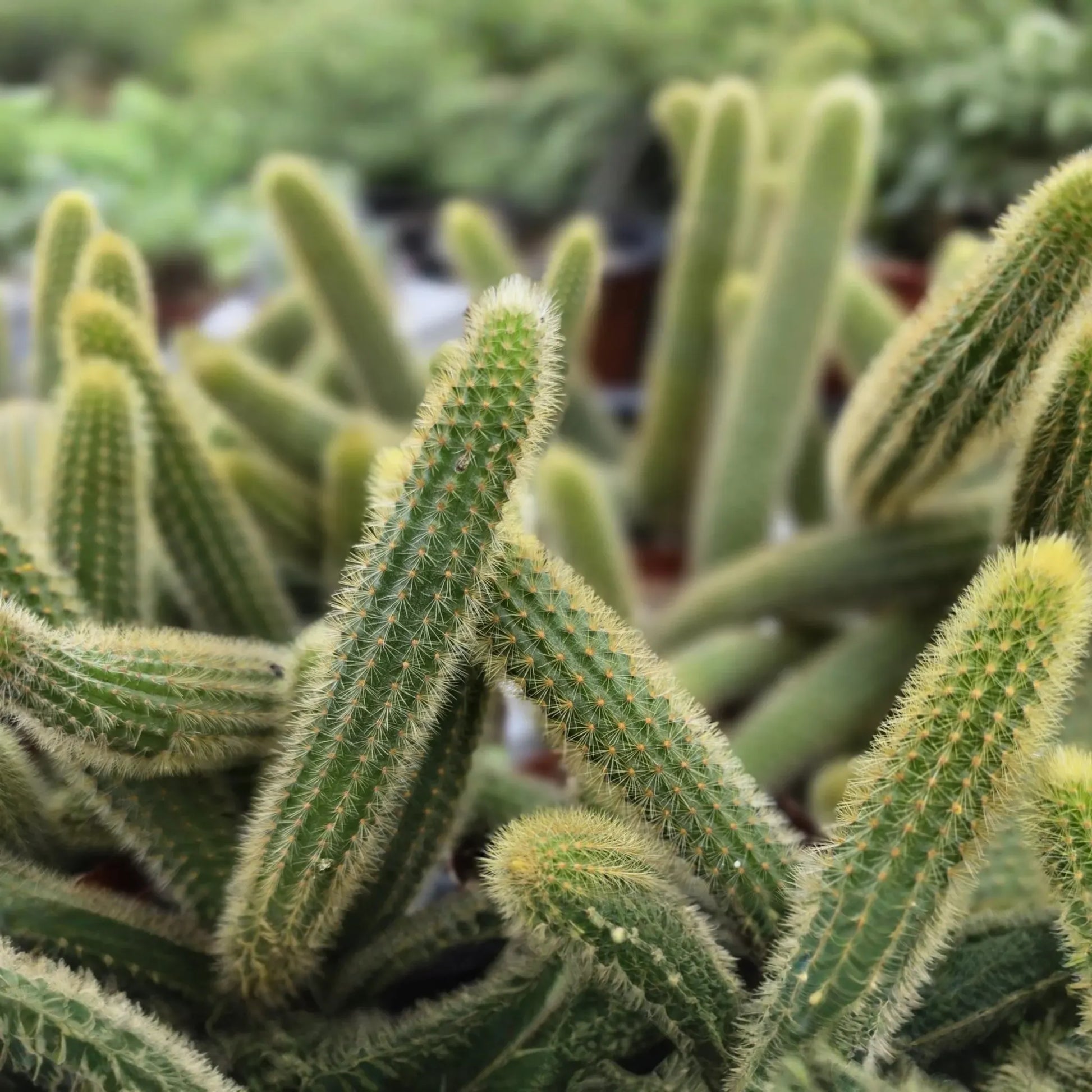 Gold Rat Tail Cactus | 3 Live Cuttings | Rare Cleistocactus Succulent | Drought-Tolerant | Easy to Grow