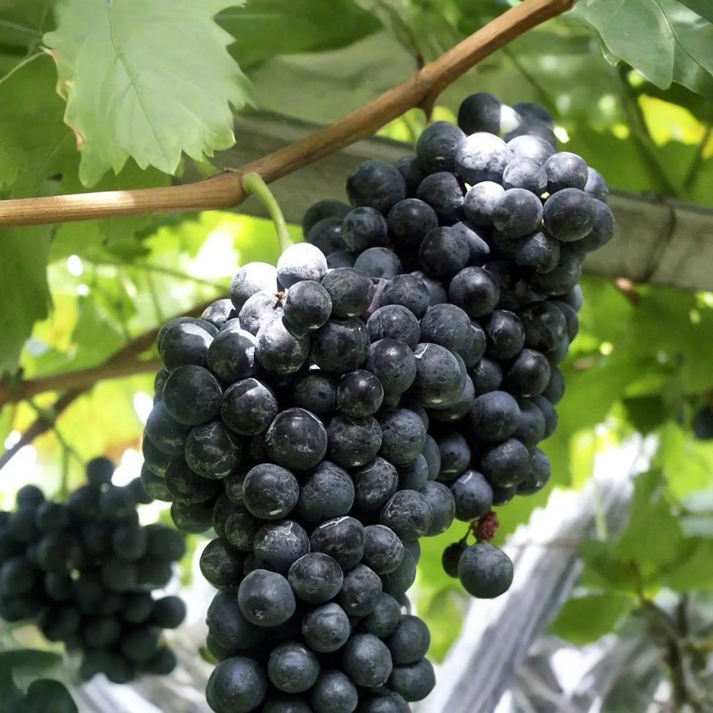 Fredonia Grape Cuttings | 5 Unrooted Cuttings | Organic| Easy to Grow | Cold-Hardy & Disease-Resistant